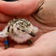 Illustration for article titled Scientists Announce New Discovery in Fight to Save This Unreasonably Cute Bird